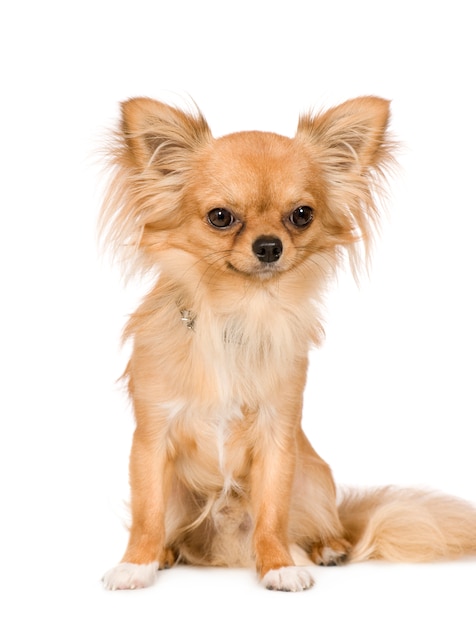 Chihuahua com 1 ano. Retrato de cachorro isolado