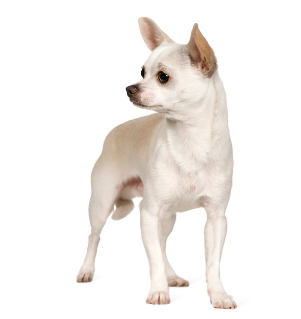 Chihuahua com 9 meses. Retrato de cachorro isolado