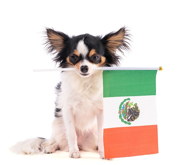 Chihuahua com uma bandeira do México no espaço em branco