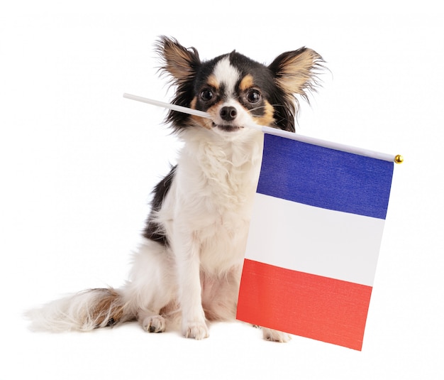 Chihuahua com uma bandeira francesa