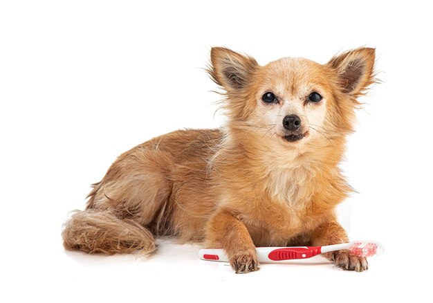 Chihuahua com uma escova de dentes vermelha na boca em uma superfície branca