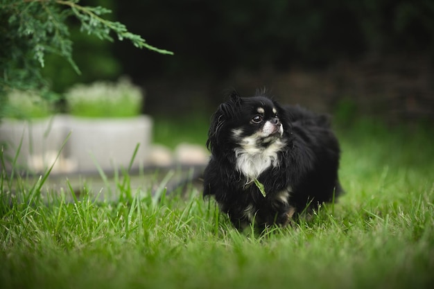 Chihuahua cor escura no gramado.