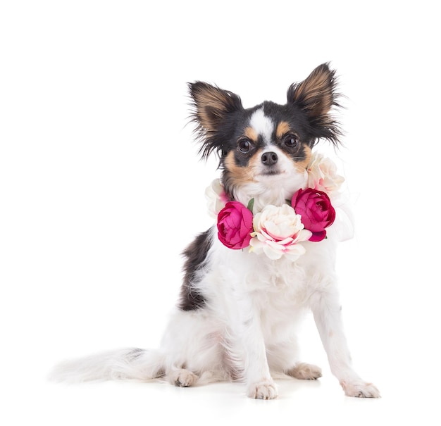 Chihuahua con una corona de flores sobre un fondo blanco.