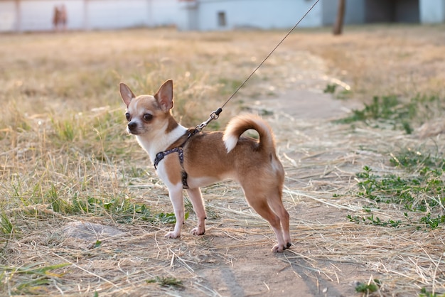 Chihuahua con correa en la calle