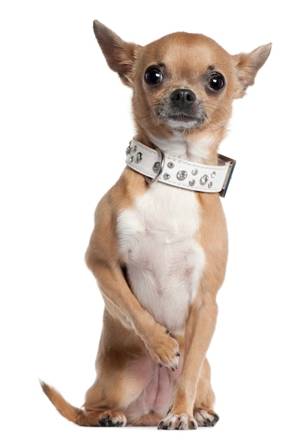 Chihuahua con cuello, 2 años y medio, sentado