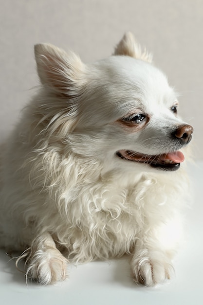 Chihuahua de cabelo comprido pequeno está descansando em casa. cabeça olha para o lado