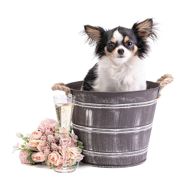 Chihuahua de cabelos compridos em um balde com flores rosa em um fundo branco