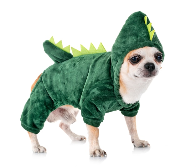 chihuahua de dinossauro em estúdio