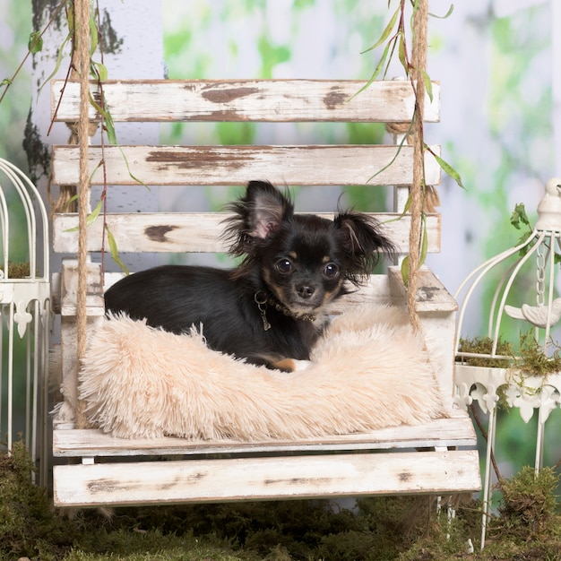 Chihuahua deitado sobre um travesseiro, em decoração pastoral