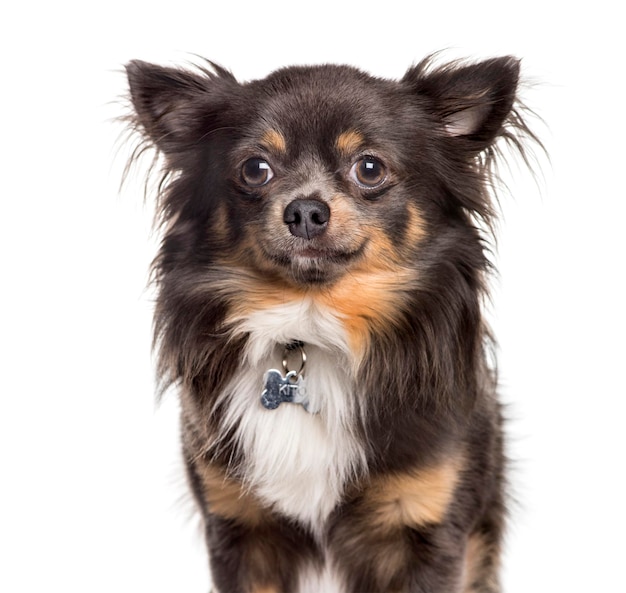 Chihuahua, der Kamera gegen weißen Hintergrund betrachtet