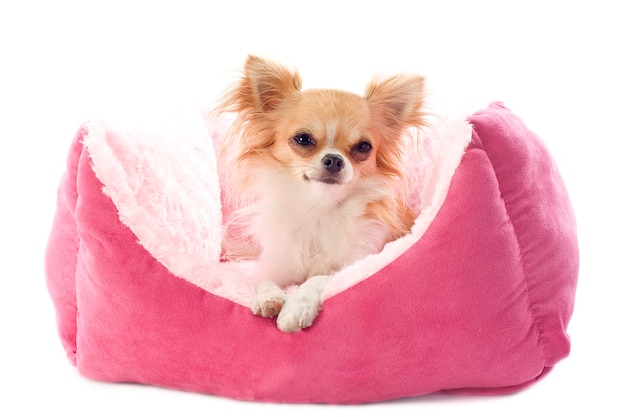 Chihuahua, die auf dem rosa Hundebett liegen