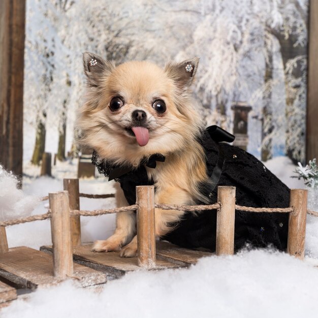 Chihuahua, die die Zunge stecken, auf einer Brücke in einer Winterlandschaft,