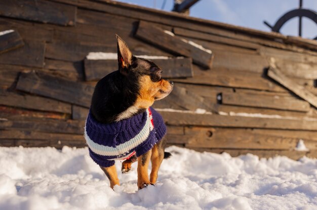 Chihuahua, die im Schnee gehen. Chihuahua in Winterkleidung auf Schnee