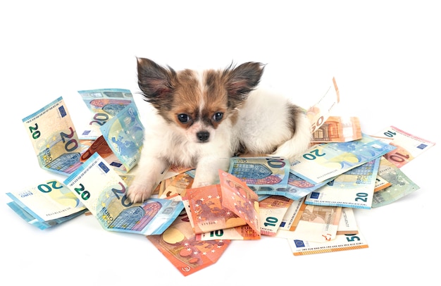 Chihuahua y dinero