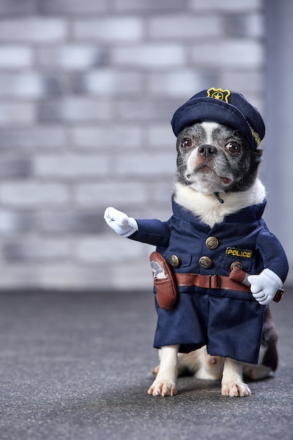 Chihuahua divertida en traje de policía.