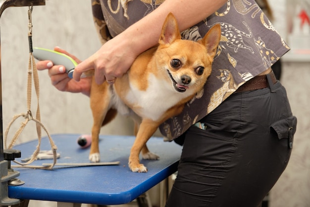 Chihuahua divertido durante los procedimientos de cuidado del perro