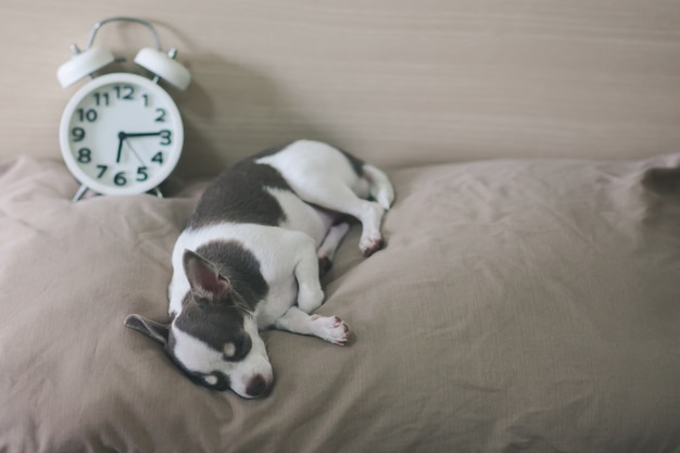 Chihuahua Dog duerme