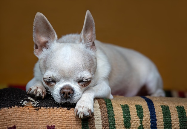 Chihuahua duerme en la alfombra Fondo marrón