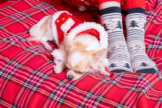 Un chihuahua duerme a sus pies con calcetines navideños Un perro con ropa de Papá Noel Navidad