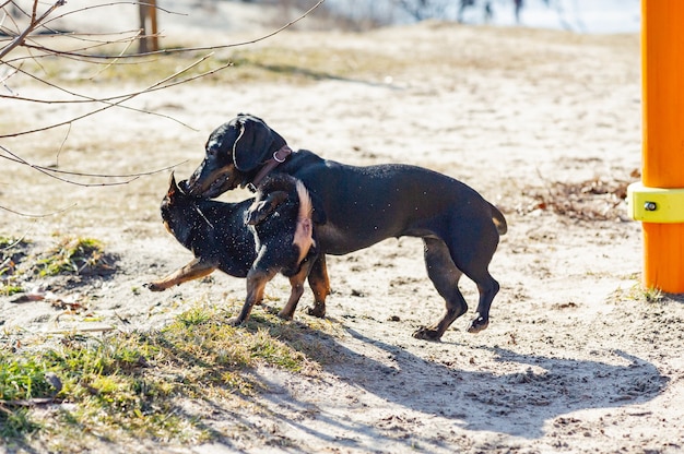 Chihuahua e dachshund brincam na areia. Dachshund e Chihuahua estão ao ar livre. cães para passear