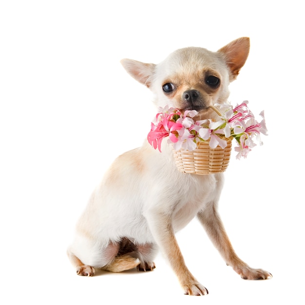 Chihuahua e flores de cachorro