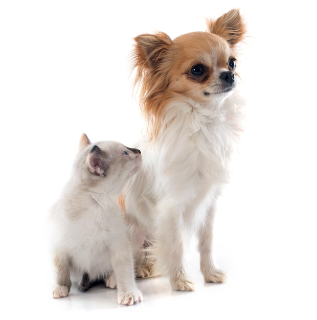 Chihuahua e gatinho siamês