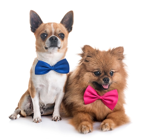 chihuahua e pomeranian