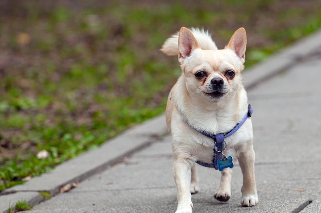 Chihuahua é uma das menores raças de cães com o nome do estado mexicano de Chihuahua