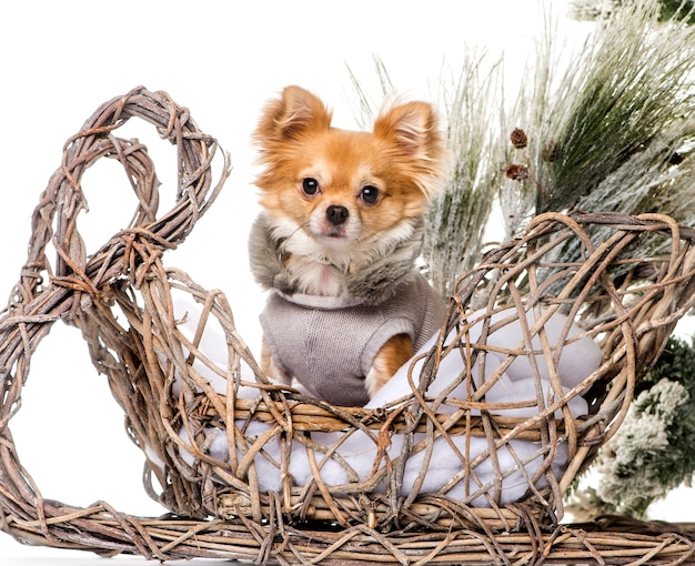 Chihuahua em frente a um cenário de Natal