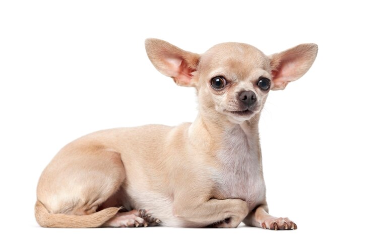 Foto chihuahua em frente a uma parede branca
