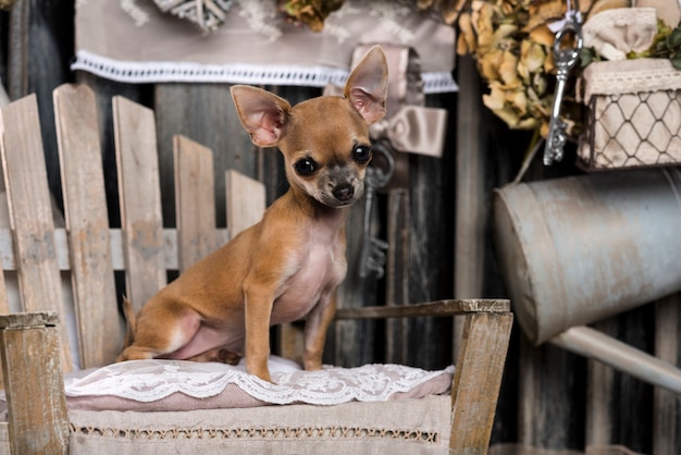 Chihuahua em frente a uma parede rústica