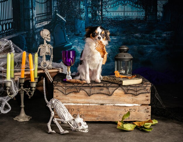 Chihuahua em um cenário de halloween com esqueletos