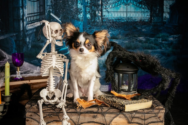 Foto chihuahua em um cenário de halloween com esqueletos