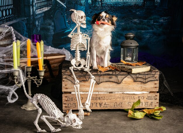 Foto chihuahua em um cenário de halloween com esqueletos