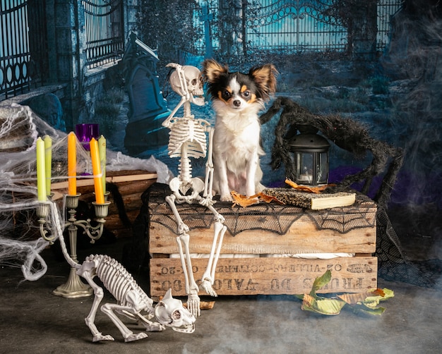 Chihuahua em um cenário de Halloween com esqueletos