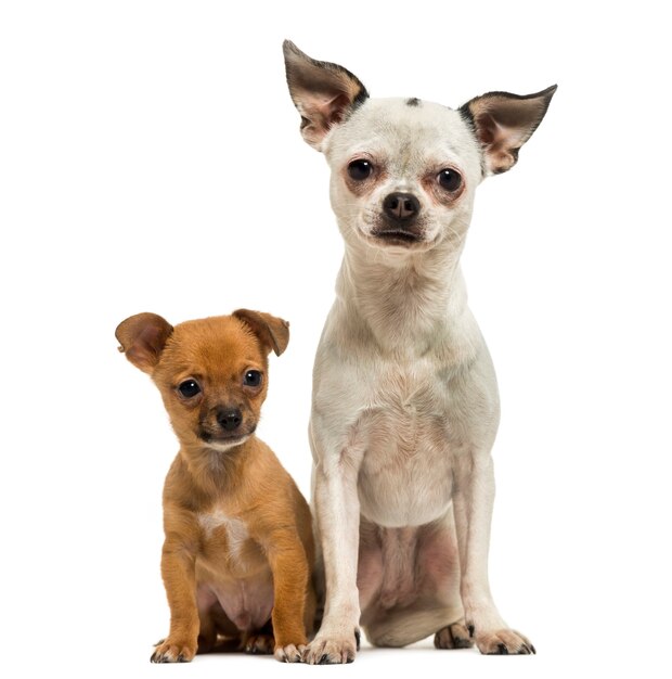 Chihuahua Erwachsener und Welpe sitzen zusammen isoliert auf Weiß