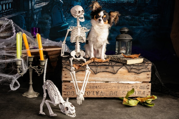 Chihuahua en un escenario de Halloween con esqueletos