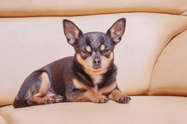 Chihuahua está acostado en el sofá Retrato de un perro de raza pequeña en casa