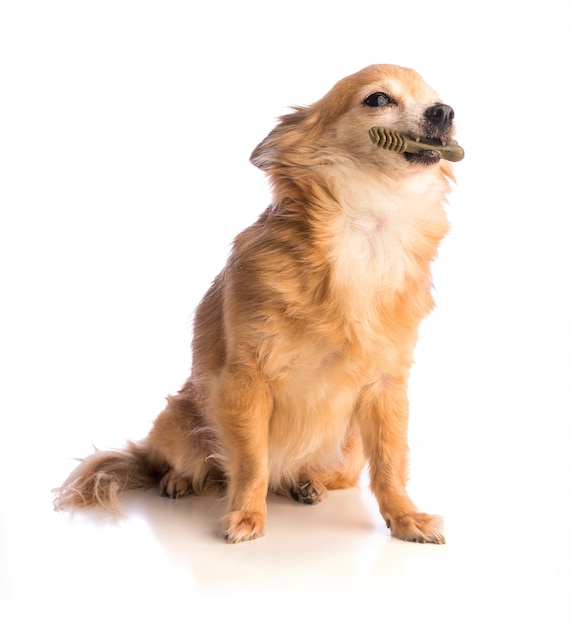 Chihuahua está segurando na boca uma escova de dentes verde para mastigar