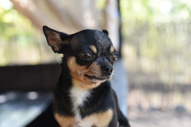 Chihuahua está sentado no banco. Cachorro chihuahua marrom bonito