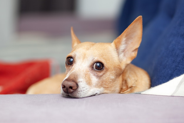 Chihuahua está en el sofá azul en casa. Hermoso perro jengibre tumbado en el sofá. La mascota está descansando en el sofá. perro mono. tranquilo perro inteligente se encuentra en un cómodo sofá