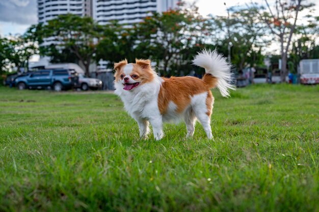 Chihuahua fêmea marrom no gramado