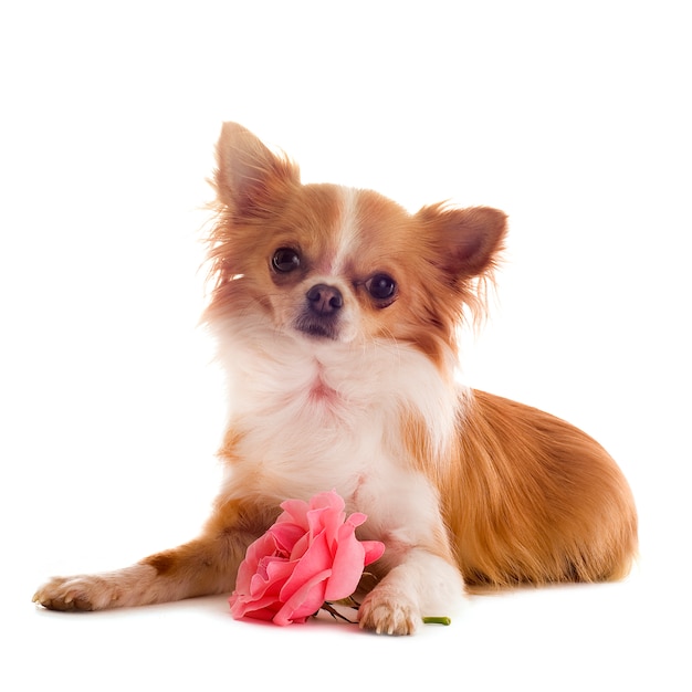 Chihuahua y flor