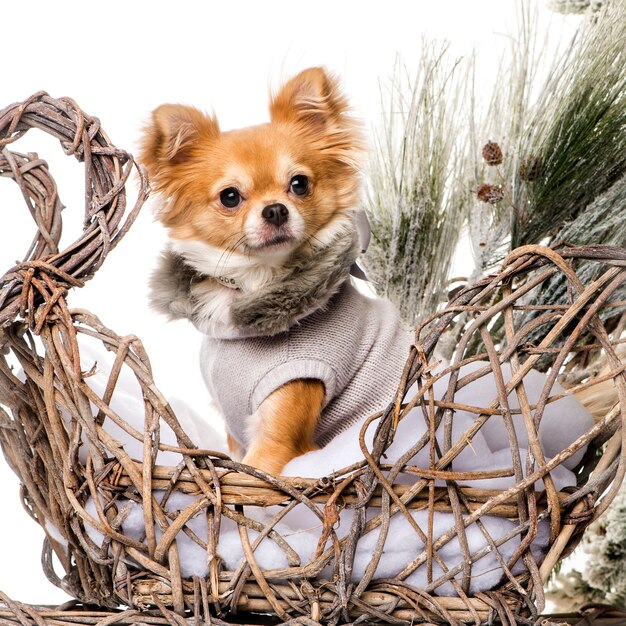 Chihuahua frente a un paisaje navideño