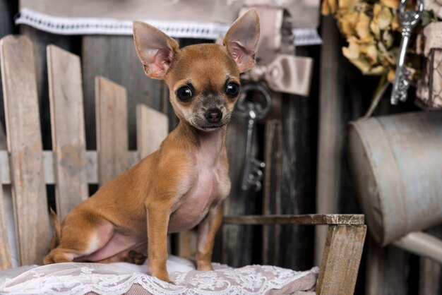 Chihuahua frente a una pared rústica