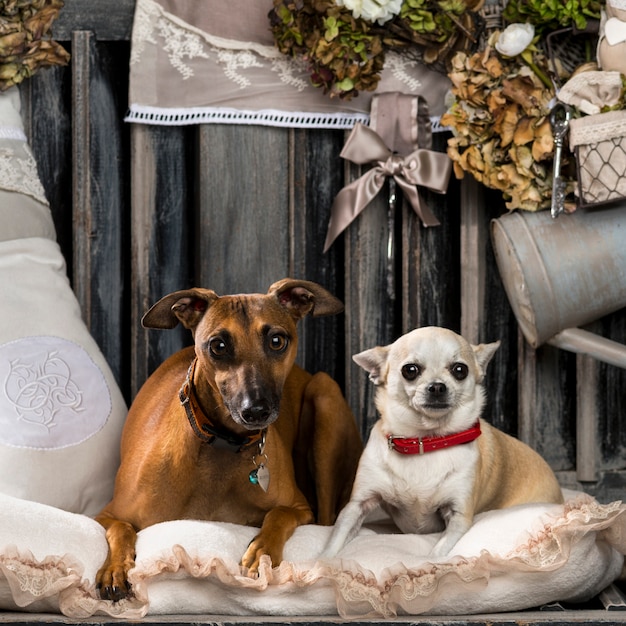 Chihuahua y galgo italiano delante de una pared rústica