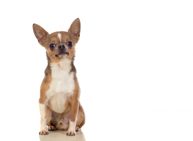 Chihuahua graciosa con orejas grandes