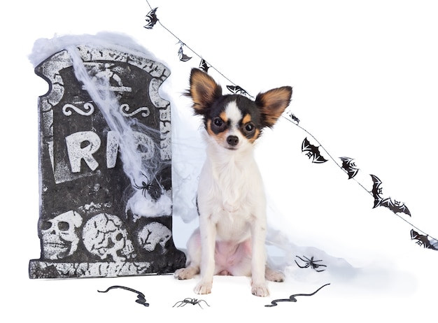 Chihuahua a Halloween con decoración de lápida en blanco aislado