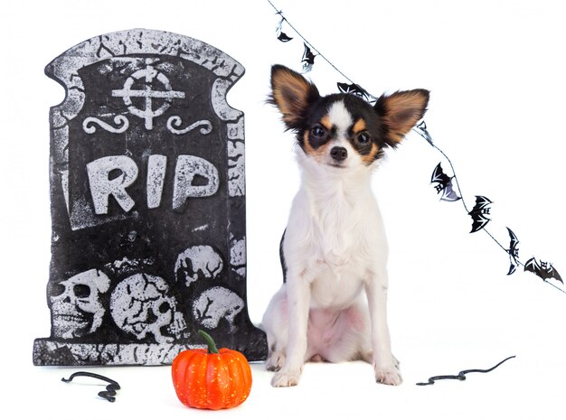 Chihuahua a Halloween con decoración de lápidas