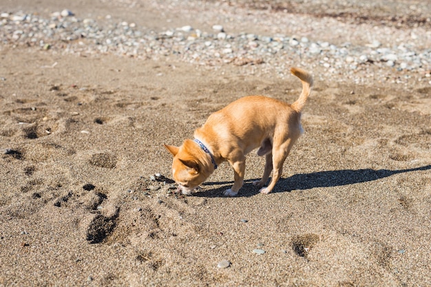 Chihuahua Haustier Hund